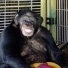 CT Chimp Mauling: Chimp Owner's Workers Comp Strategy